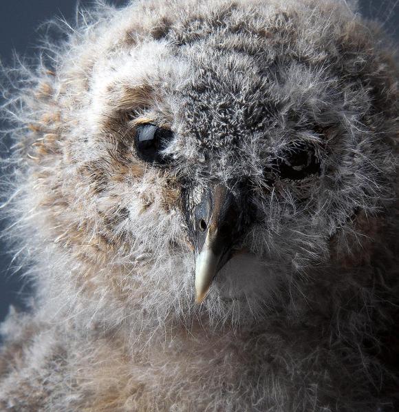 smithsonian-photo-contest-naturalworld-fluffy-owl-baby-phillip-pilkington